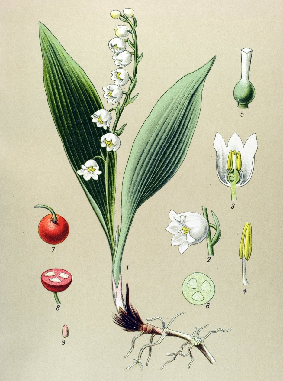 Tablica botaniczna. Roślina żylna (toksyczna) i lecznicza: konwalia majowa lub konwalia majowa (Convallaria majalis) autorstwa Unbekannter Künstler