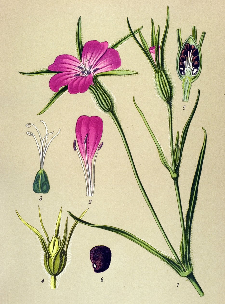 Tablica botaniczna. Roślina żylna (toksyczna): Blew