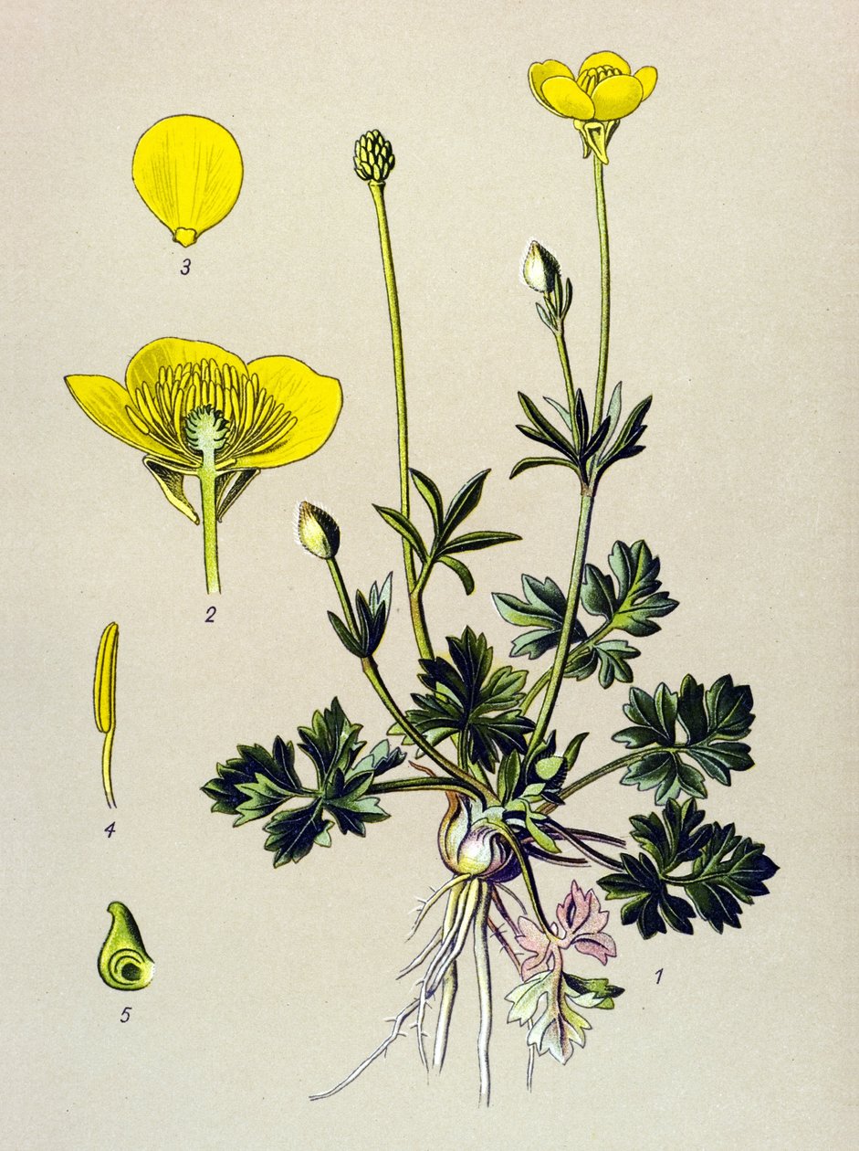 Placa botânica. Planta venosa (tóxica): botão de ouro bulboso ou botão dourado (Ranunculus bulbosus) polonês autorstwa Unbekannter Künstler