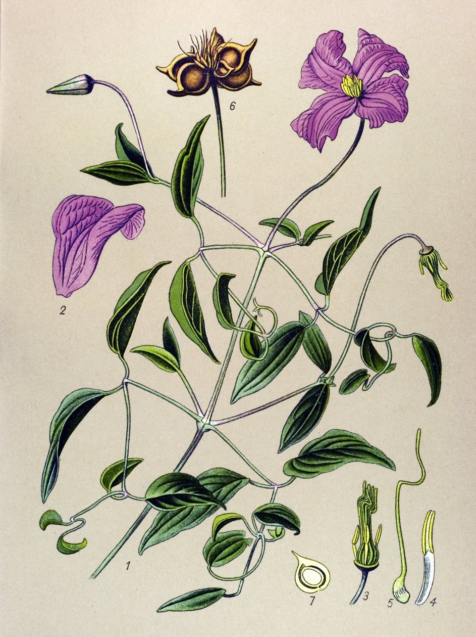 Tablica botaniczna. Roślina żylna (toksyczna): fałszywy clematite lub fałszywa winorośl (Clematis viticella) autorstwa Unbekannter Künstler