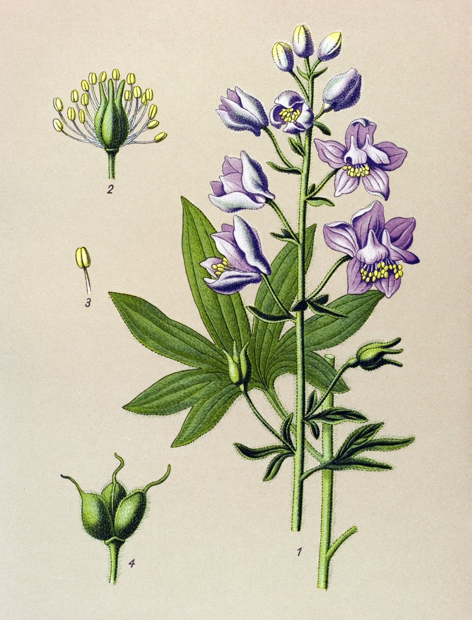 Tablica botaniczna. Roślina żylna (toksyczna): Dolphinella staphysegar (Delphinium staphysagria) autorstwa Unbekannter Künstler