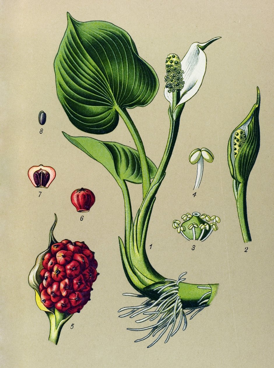 Tablica botaniczna. Roślina żylna (toksyczna): kalia błotna (Calla palustris) autorstwa Unbekannter Künstler