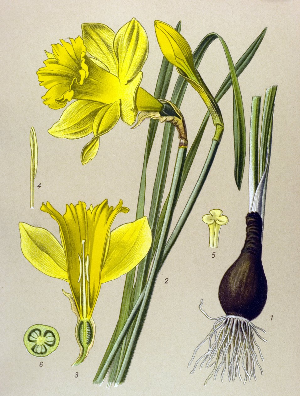 Tablica botaniczna Roślina żylna (toksyczna): narcyz żółty (Narcissus pseudonarcissus) autorstwa Unbekannter Künstler