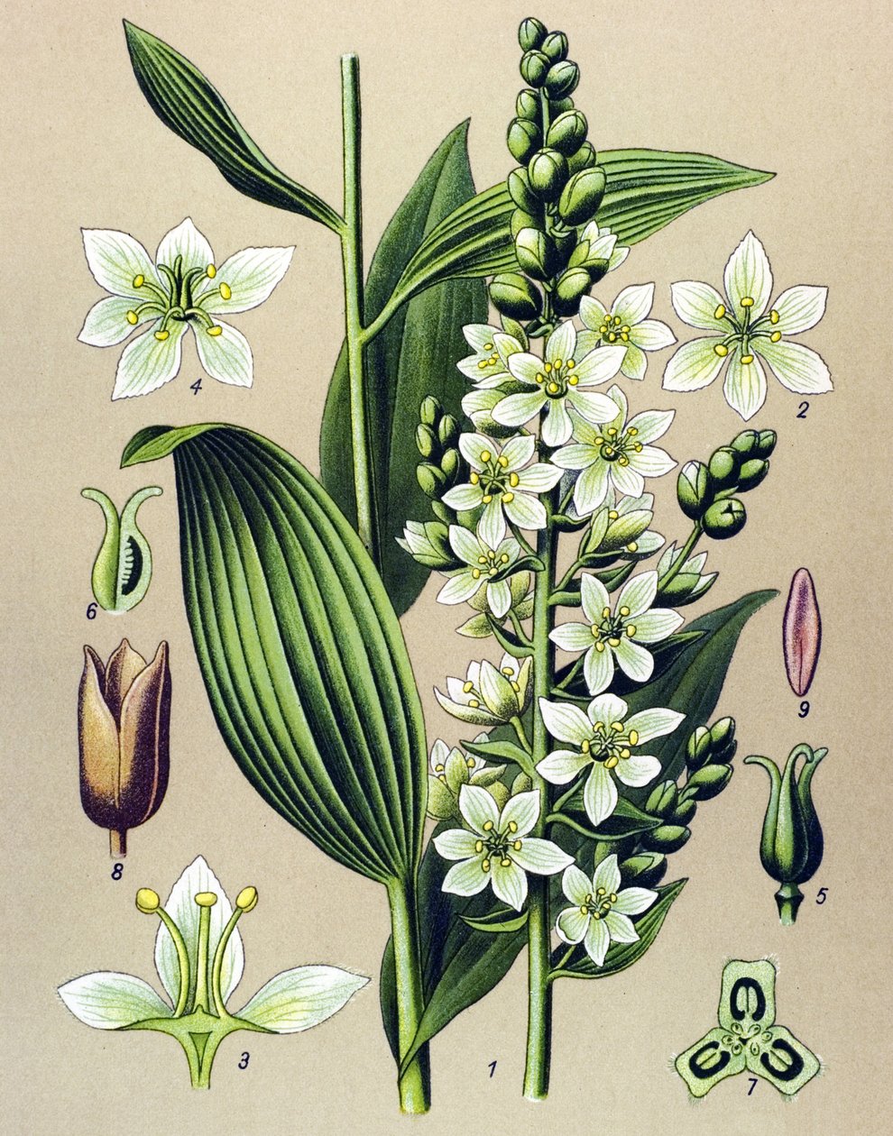 Tablica botaniczna. Roślina żylna (toksyczna) i lecznicza: veratre biały (Veratrum album) autorstwa Unbekannter Künstler