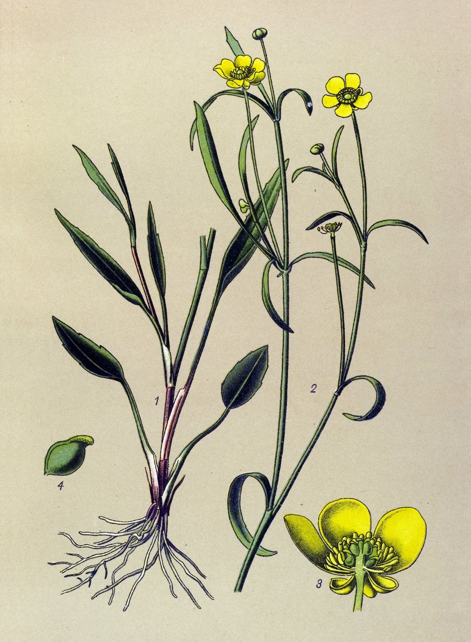 Tablica botaniczna. Roślina żylna (toksyczna) i lecznicza: Ognisty Jaskier, Mała Fosa lub Mały Płomień (Ranunculus flammula) autorstwa Unbekannter Künstler