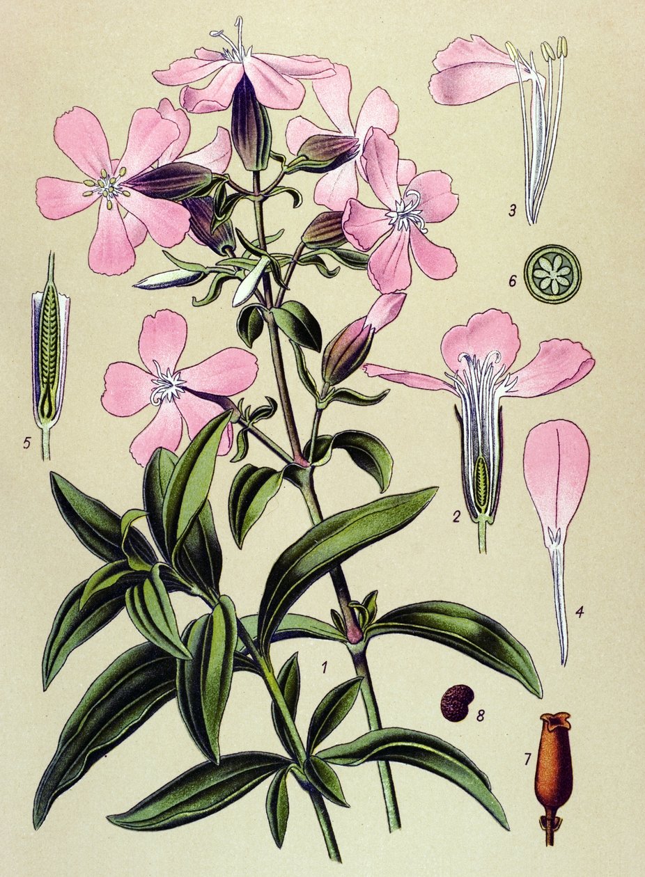 Tablica botaniczna. Roślina żylna (toksyczna) i lecznicza: mydlnica lekarska (Saponaria officinalis) autorstwa Unbekannter Künstler