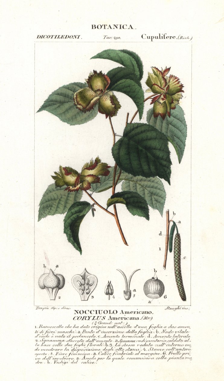 Tablica botaniczna: orzech laskowy i leszczyna - leszczyna amerykańska, Corylus americana, pochodząca z Ameryki Północnej. Ręcznie kolorowany miedzioryt ze "Słownika nauk przyrodniczych" Jussieu z 1837 roku. Wygrawerowany przez Stanghi, narysowany przez Pi autorstwa Unbekannter Künstler