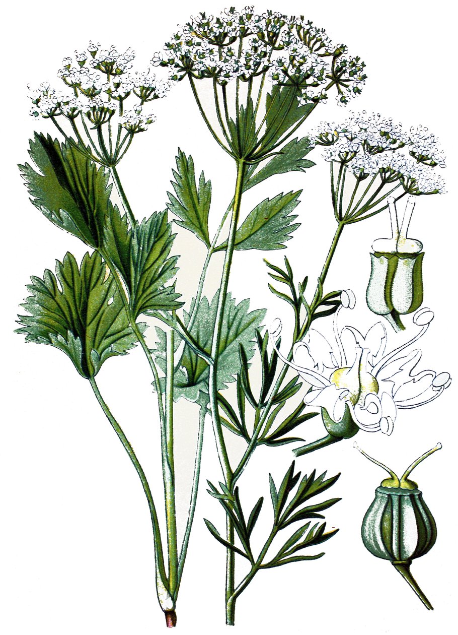 Tablica botaniczna, roślina lecznicza: anyż, chromolitografia ok. 1870 r. autorstwa Unbekannter Künstler