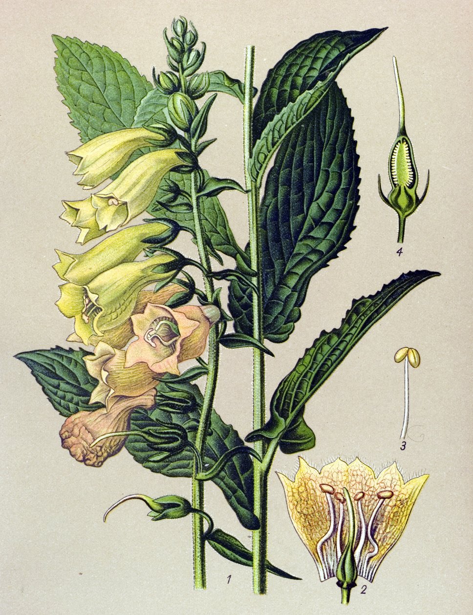 Tablica botaniczna, roślina: Cyfrówka wielkokwiatowa (Digitalis grandiflora) autorstwa Unbekannter Künstler
