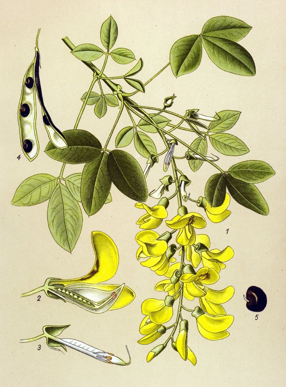 Tablica botaniczna, roślina: Cytisus Laburnum lub Heban pospolity (Cytisus Laburnum) autorstwa Unbekannter Künstler
