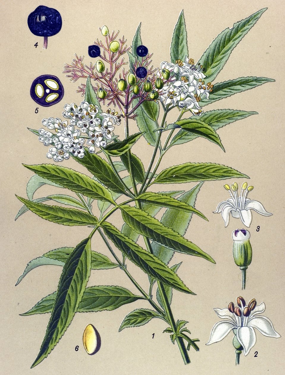 Tablica botaniczna, roślina: Bez czarny (Sambucus ebulus) autorstwa Unbekannter Künstler