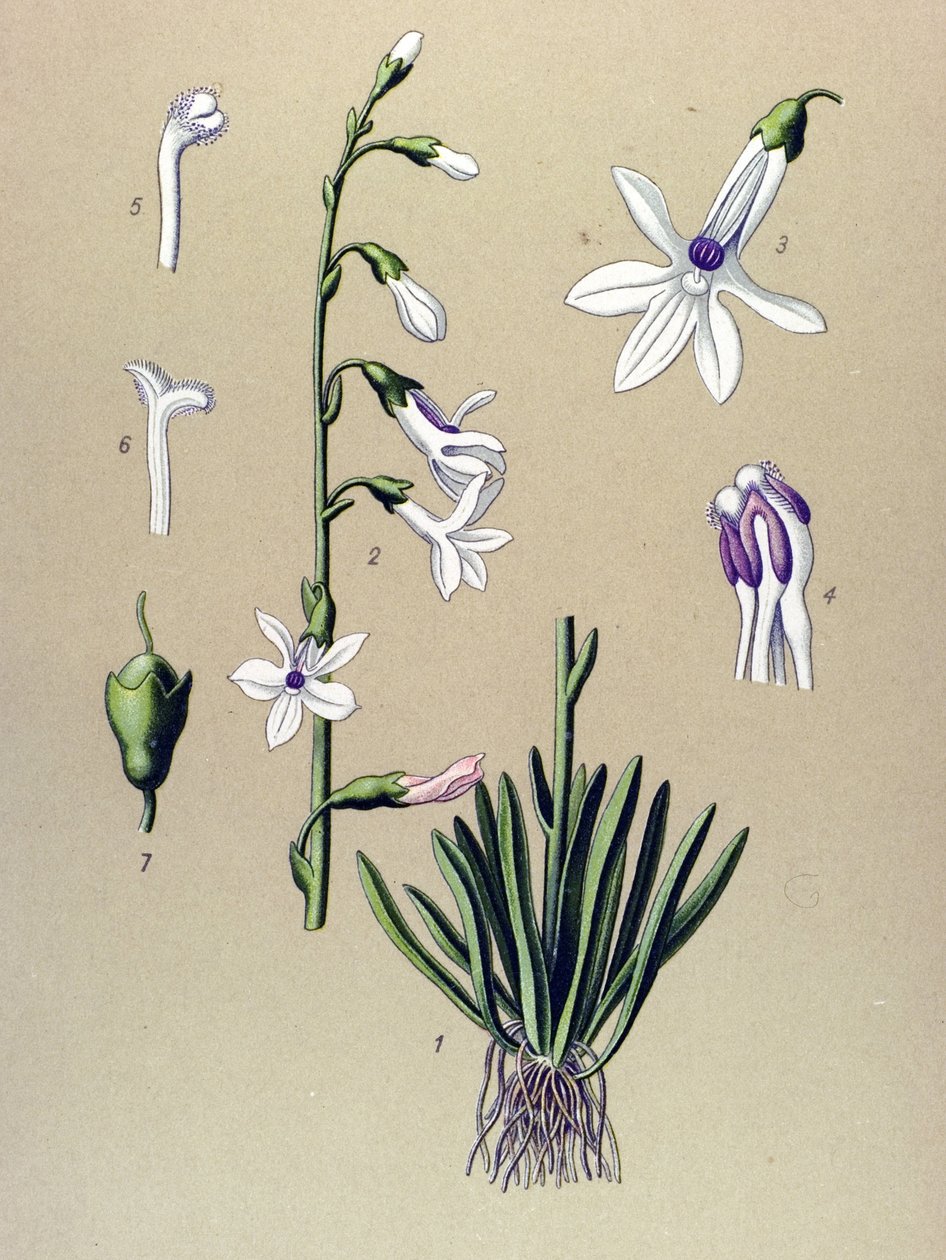 Tablica botaniczna, roślina: Lobelia (Lobelia dortmanna) autorstwa Unbekannter Künstler