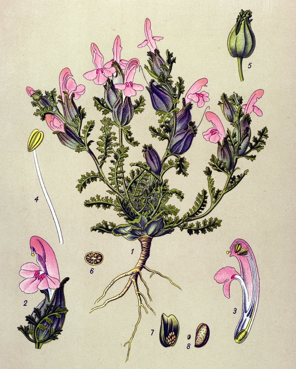 Tablica botaniczna, roślina: Pedicularis sylvatica autorstwa Unbekannter Künstler