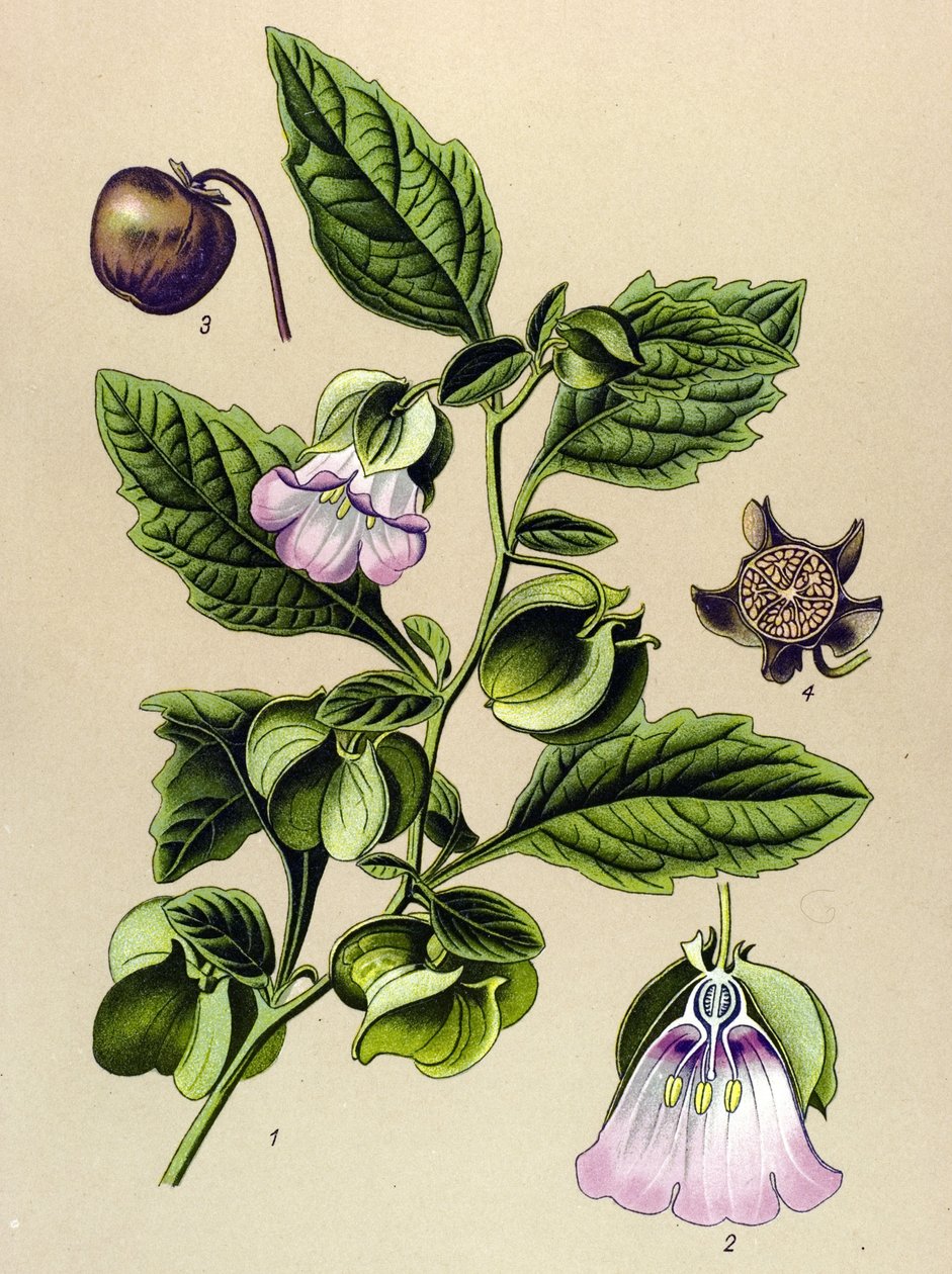 Tablica botaniczna, roślina: gruszka Perou lub jabłko Perou (Nicandra physaloides) autorstwa Unbekannter Künstler