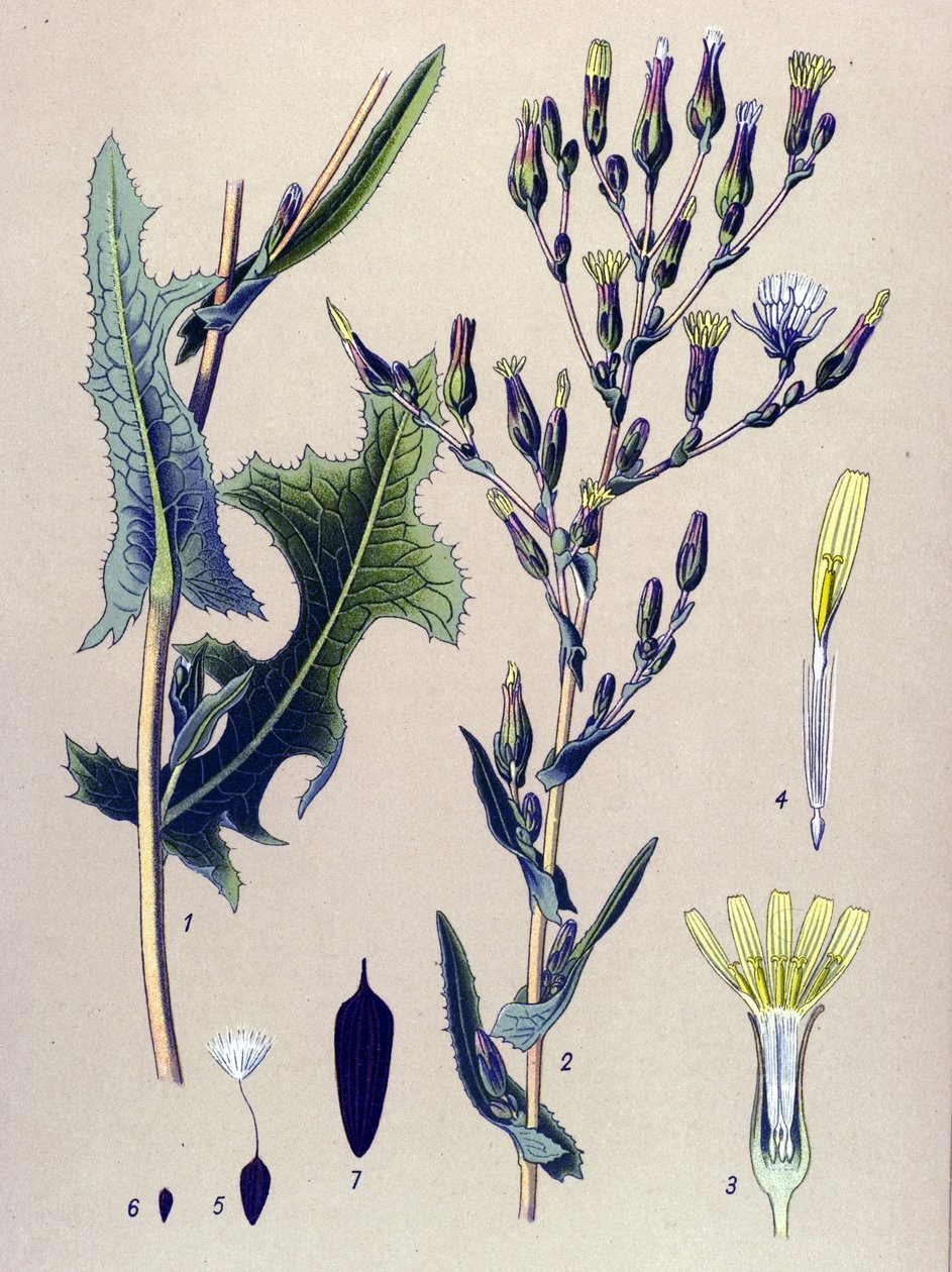 Tablica botaniczna, roślina: Sałata Scarole lub Sałata dzika (Lactuca scariola, Lactuca serriola) autorstwa Unbekannter Künstler