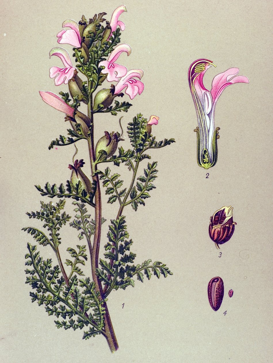 Tablica botaniczna, roślina: Szypułka bagienna (Pedicularis palustris) autorstwa Unbekannter Künstler