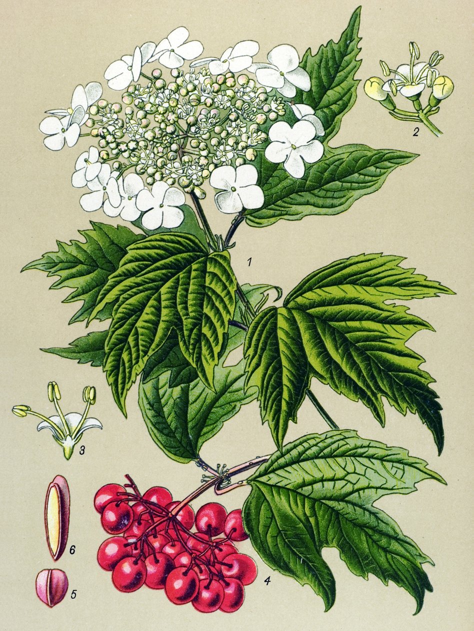 Tablica botaniczna, roślina: Sowa kalina (Viburnum opulus) autorstwa Unbekannter Künstler