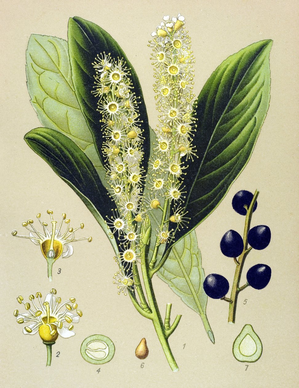 Tablica botaniczna, roślina: wiśnia laurowa (Prunus Laurocerasus) autorstwa Unbekannter Künstler