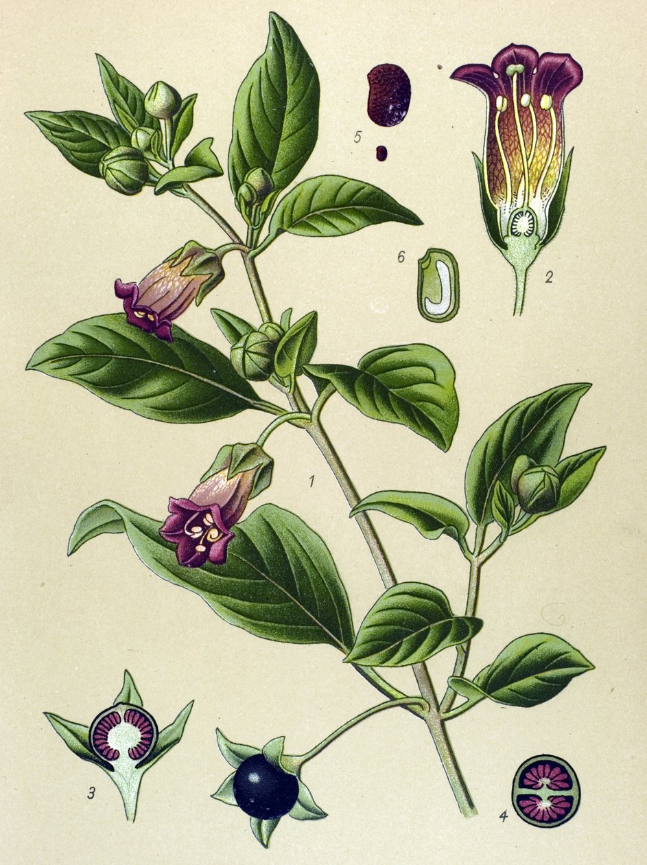 Tablica botaniczna, roślina La belladonna (Atropa belladonna) autorstwa Unbekannter Künstler