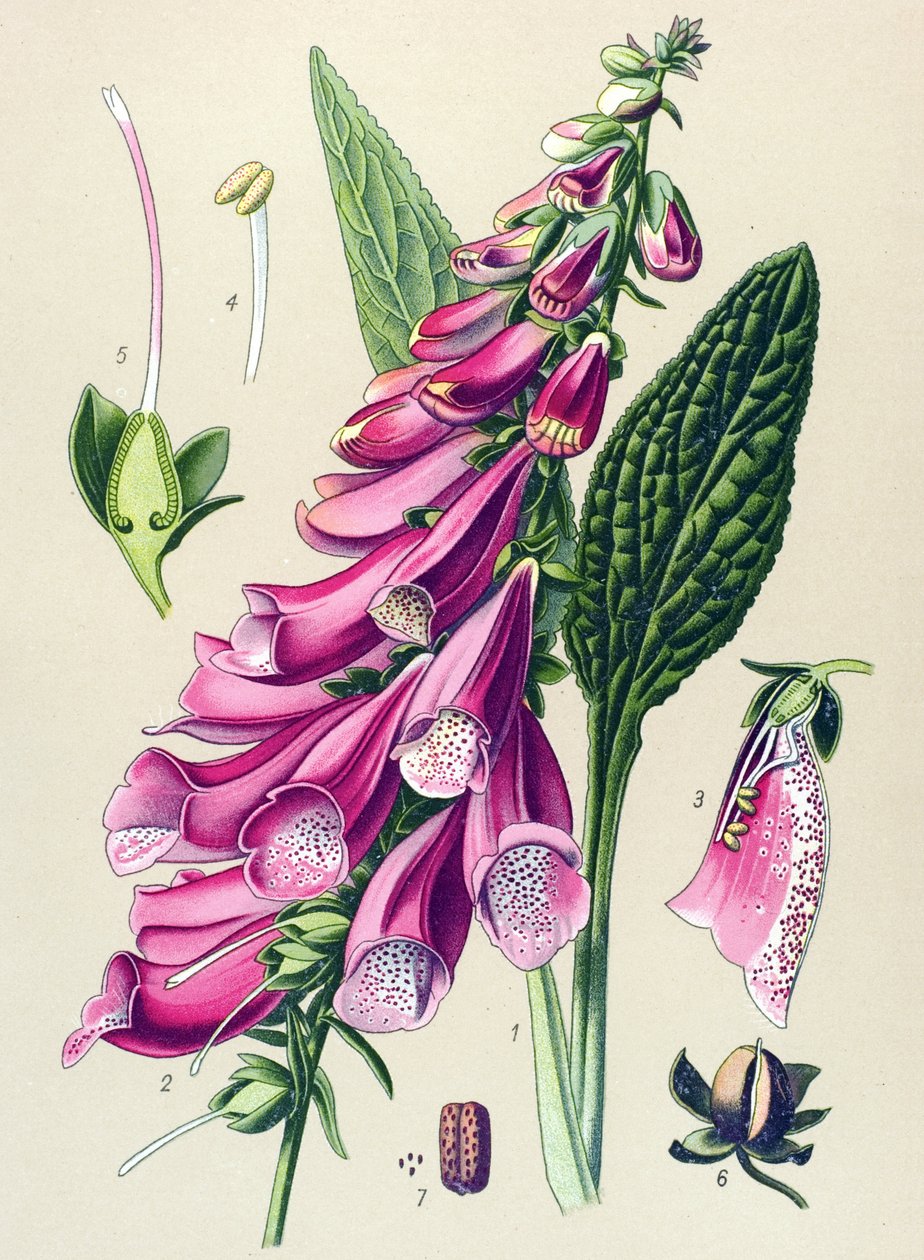 Tablica botaniczna, roślina: purpurowy cyfrowy (Digitalis purpurea) autorstwa Unbekannter Künstler