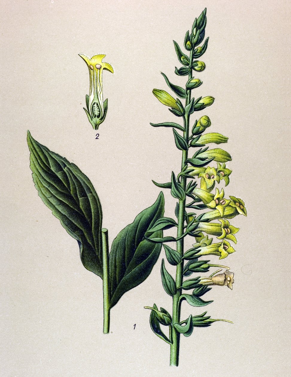Tablica botaniczna, roślina: żółta lub mała cyfrowa (Digitalis lutea) autorstwa Unbekannter Künstler