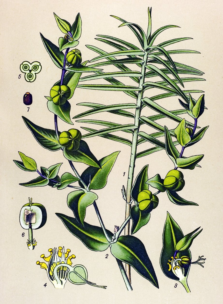 Tablica botaniczna, roślina trująca i lecznicza: Euphorbia epurge (Euphorbia lathyris) autorstwa Unbekannter Künstler