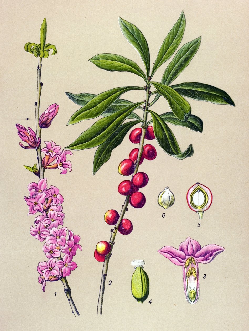 Tablica botaniczna, roślina trująca i lecznicza: Ładne drewno (Daphne Mezereum) autorstwa Unbekannter Künstler