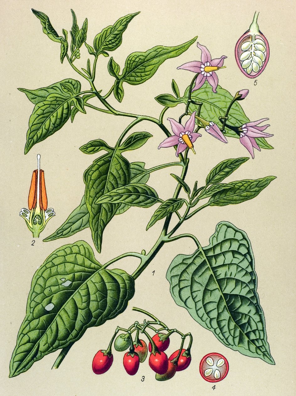 Tablica botaniczna, roślina trująca i lecznicza: Słodka gorzka (Solanum dulcamara) autorstwa Unbekannter Künstler