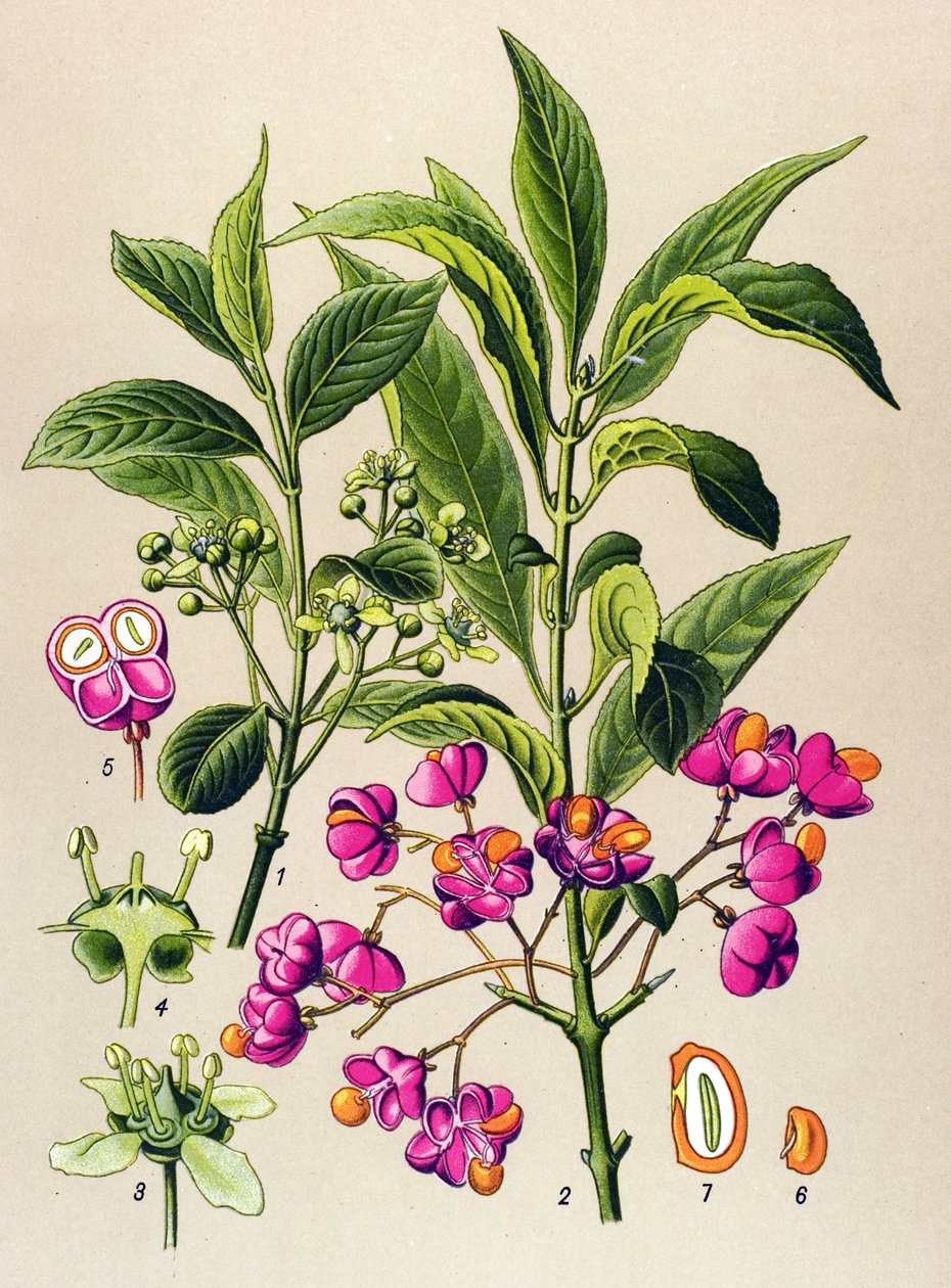Tablica botaniczna, roślina trująca: Węgiel drzewny (Euonymus europaeus) autorstwa Unbekannter Künstler