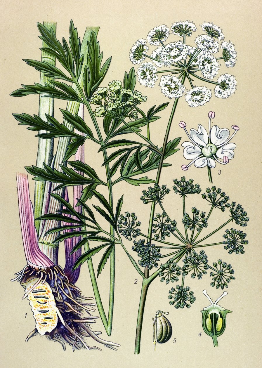 Tablica botaniczna, roślina żylna (toksyczna) i lecznicza: Cykuta wodna (Cicuta virosa). autorstwa Unbekannter Künstler