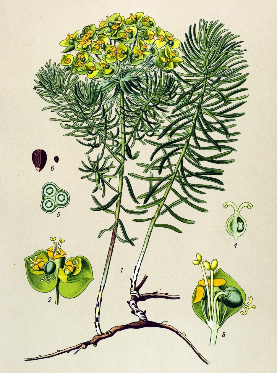 Tablica botaniczna, roślina żylna (toksyczna) i lecznicza: wilczomlecz mały cypers (Euphorbia cyparissias) autorstwa Unbekannter Künstler