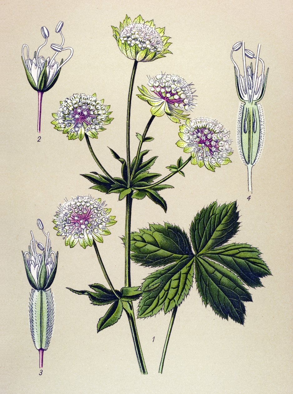 Tablica botaniczna, roślina żylna (toksyczna) i lecznicza: wielka astrancja (Astrantia major) autorstwa Unbekannter Künstler