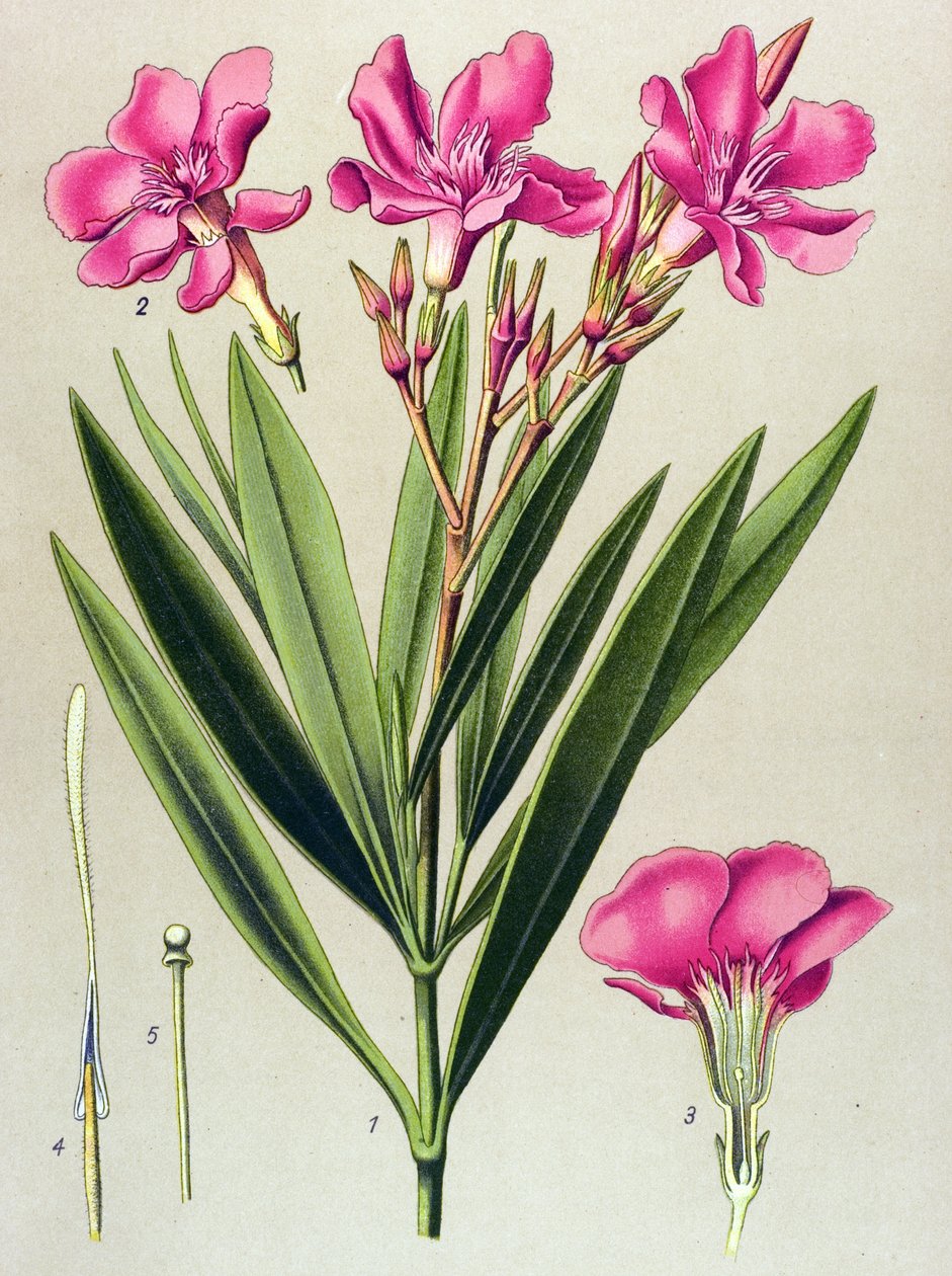 Tablica botaniczna, roślina żylna (toksyczna) i lecznicza: liść laurowy różowy (Nerium oleander) autorstwa Unbekannter Künstler