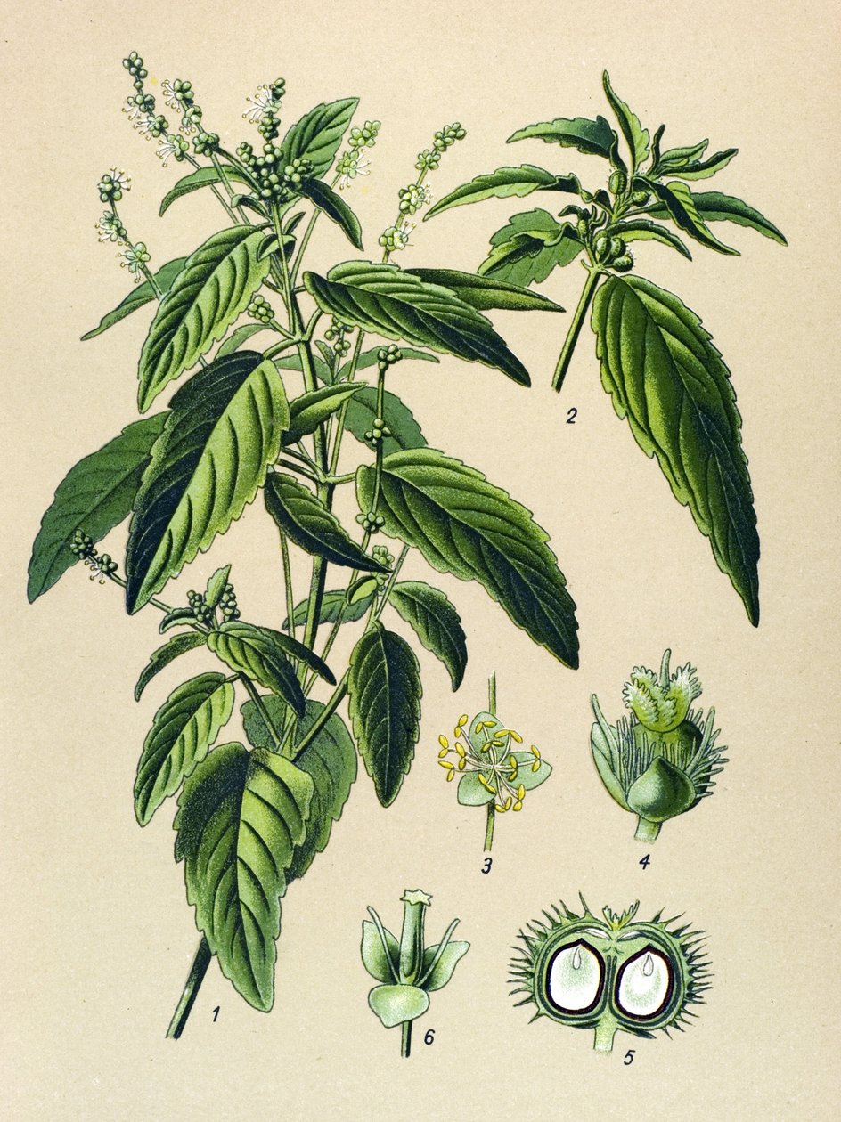 Tablica botaniczna, roślina trująca (toksyczna): Jednoroczna rtęć (Mercurialis annua) autorstwa Unbekannter Künstler