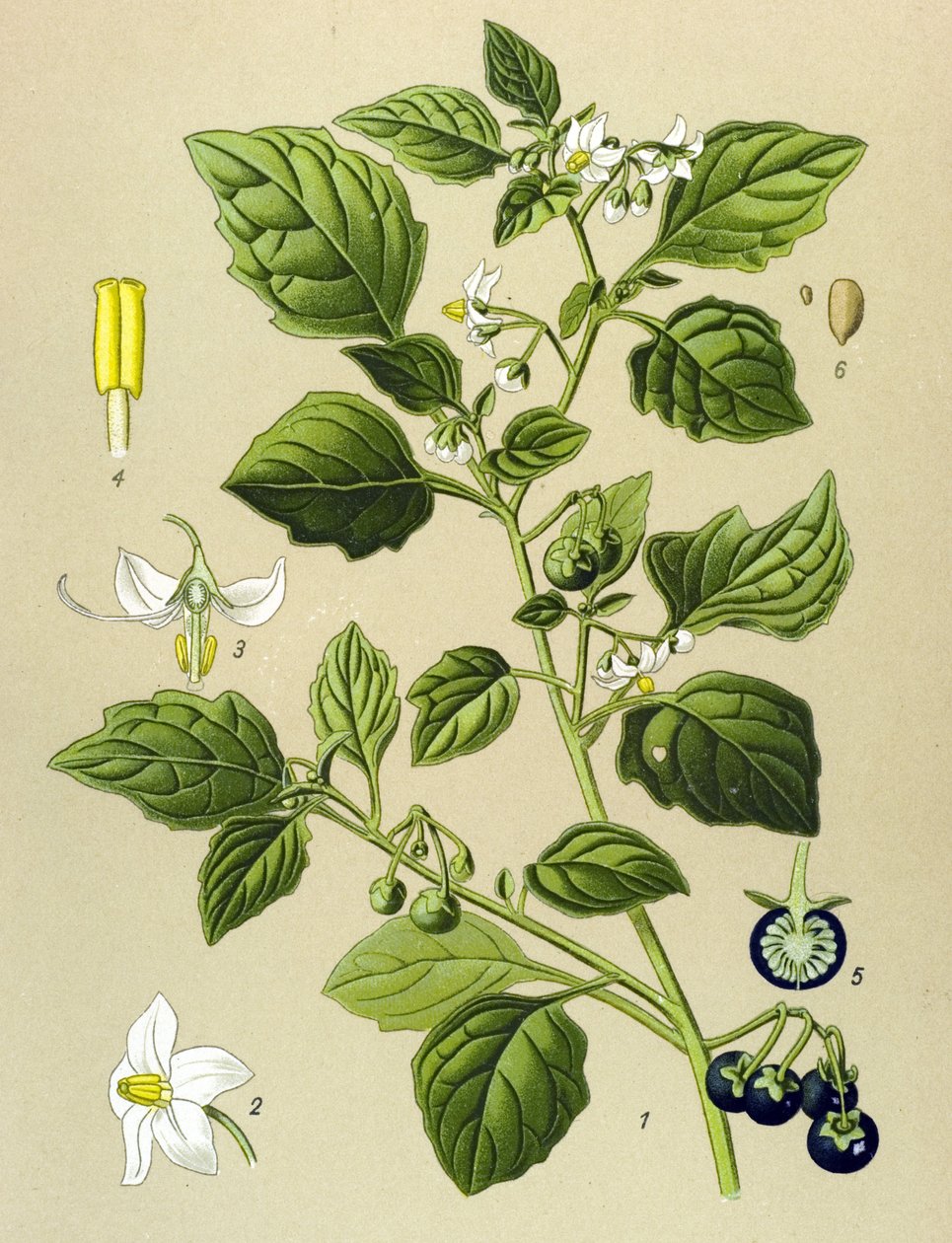 Tablica botaniczna, roślina żylna (toksyczna): Czarna jagoda (Solanum nigrum) autorstwa Unbekannter Künstler