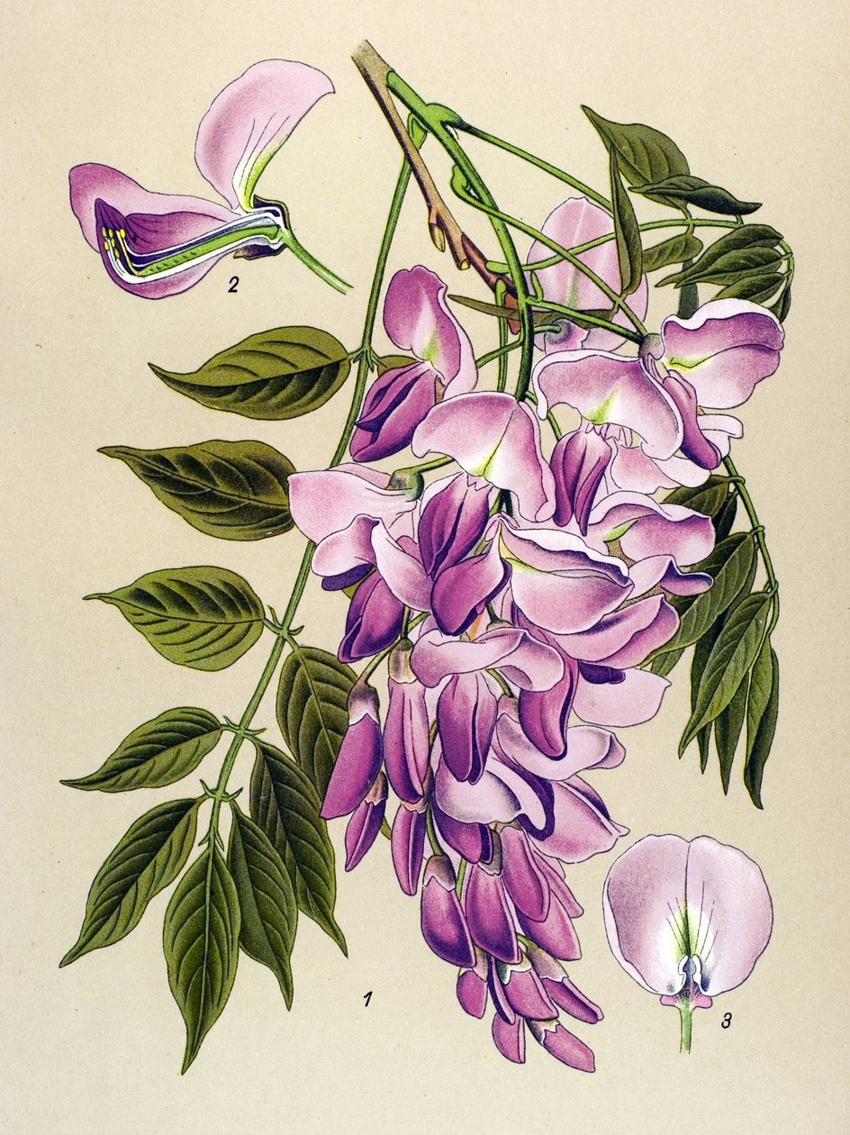 Tablica botaniczna, roślina jadowita (toksyczna): glicyna chińska (Wisteria chinensis) autorstwa Unbekannter Künstler