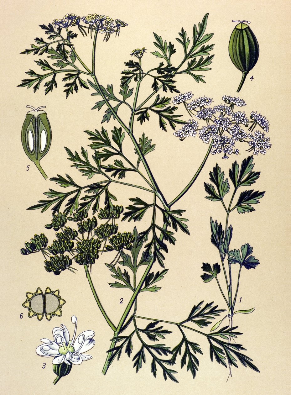 Tablica botaniczna, roślina jadowita (toksyczna): Pietruszka psia lub pietruszka fałszywa (Aethusa cynapium) autorstwa Unbekannter Künstler