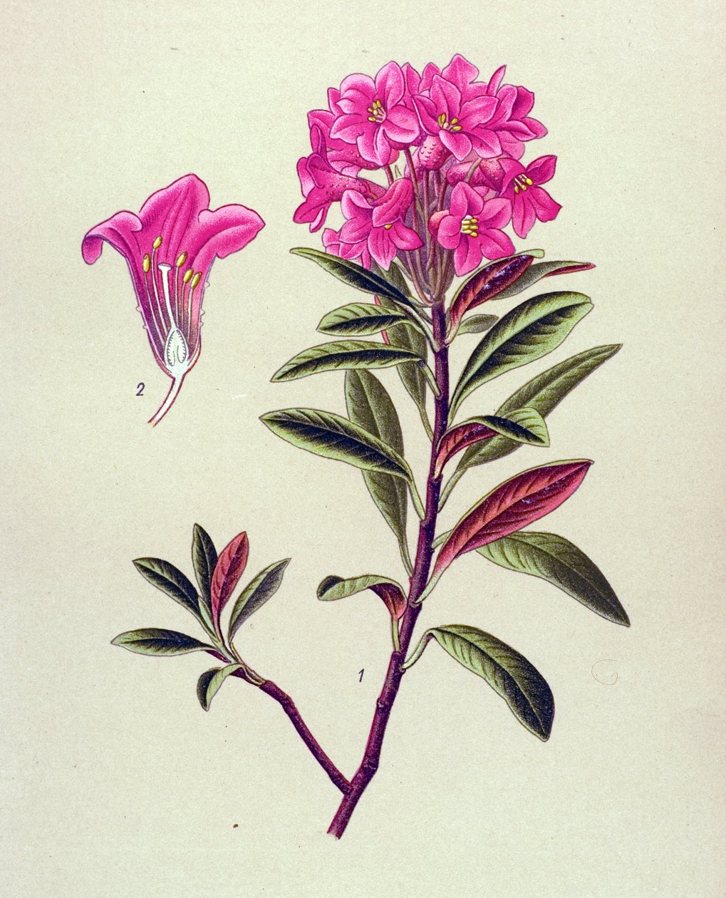 Tablica botaniczna, roślina żylna (toksyczna): Różanecznik żelazisty (Rhododendron ferrugineum) autorstwa Unbekannter Künstler