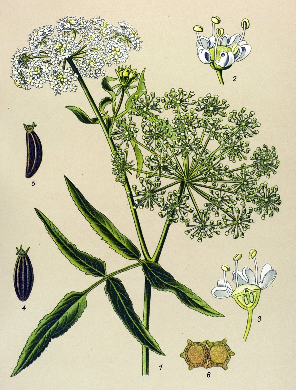 Tablica botaniczna, roślina żylna (toksyczna): Great Berle (Sium latifolium) autorstwa Unbekannter Künstler