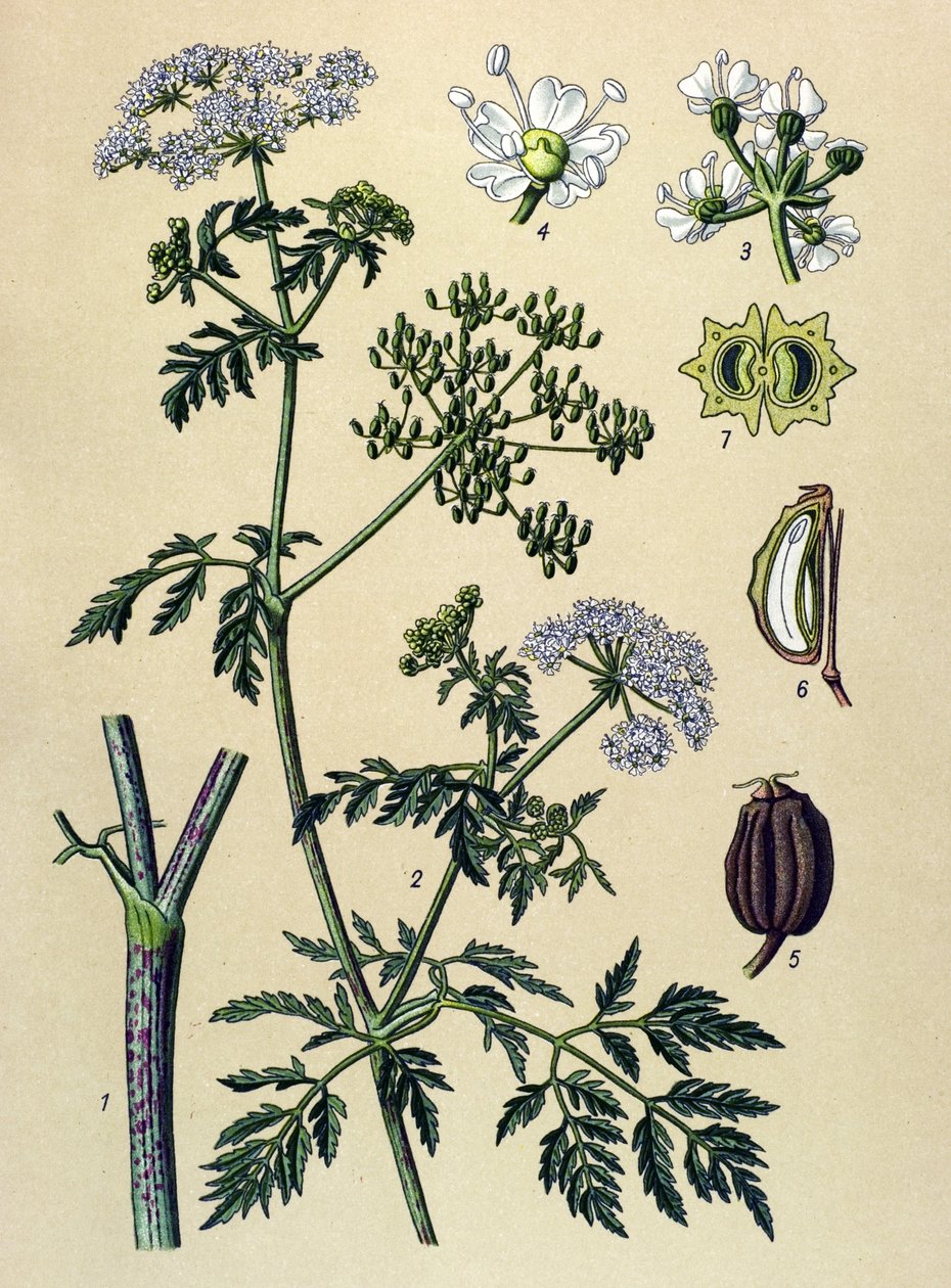 Tablica botaniczna, roślina żylna (toksyczna): Hemlock (Conium maculatum) autorstwa Unbekannter Künstler