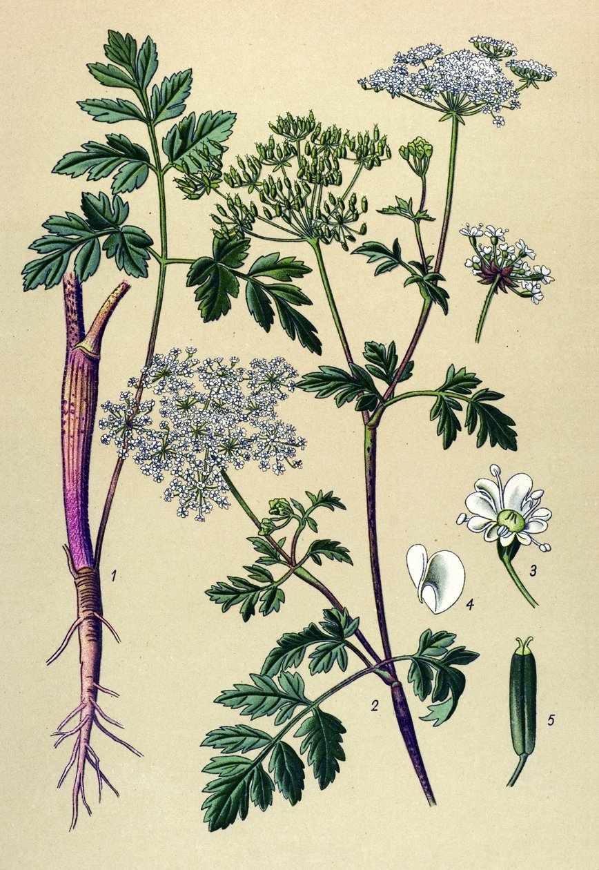 Tablica botaniczna, roślina żylna (toksyczna): Trybula pochylona (Chaerophyllum temulum) autorstwa Unbekannter Künstler
