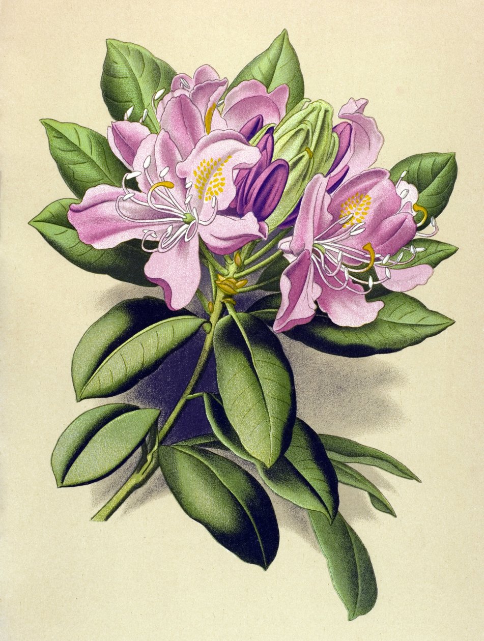Tablica botaniczna, roślina żylna (toksyczna): Rododendron pontyjski (Rhododendron pontium) autorstwa Unbekannter Künstler