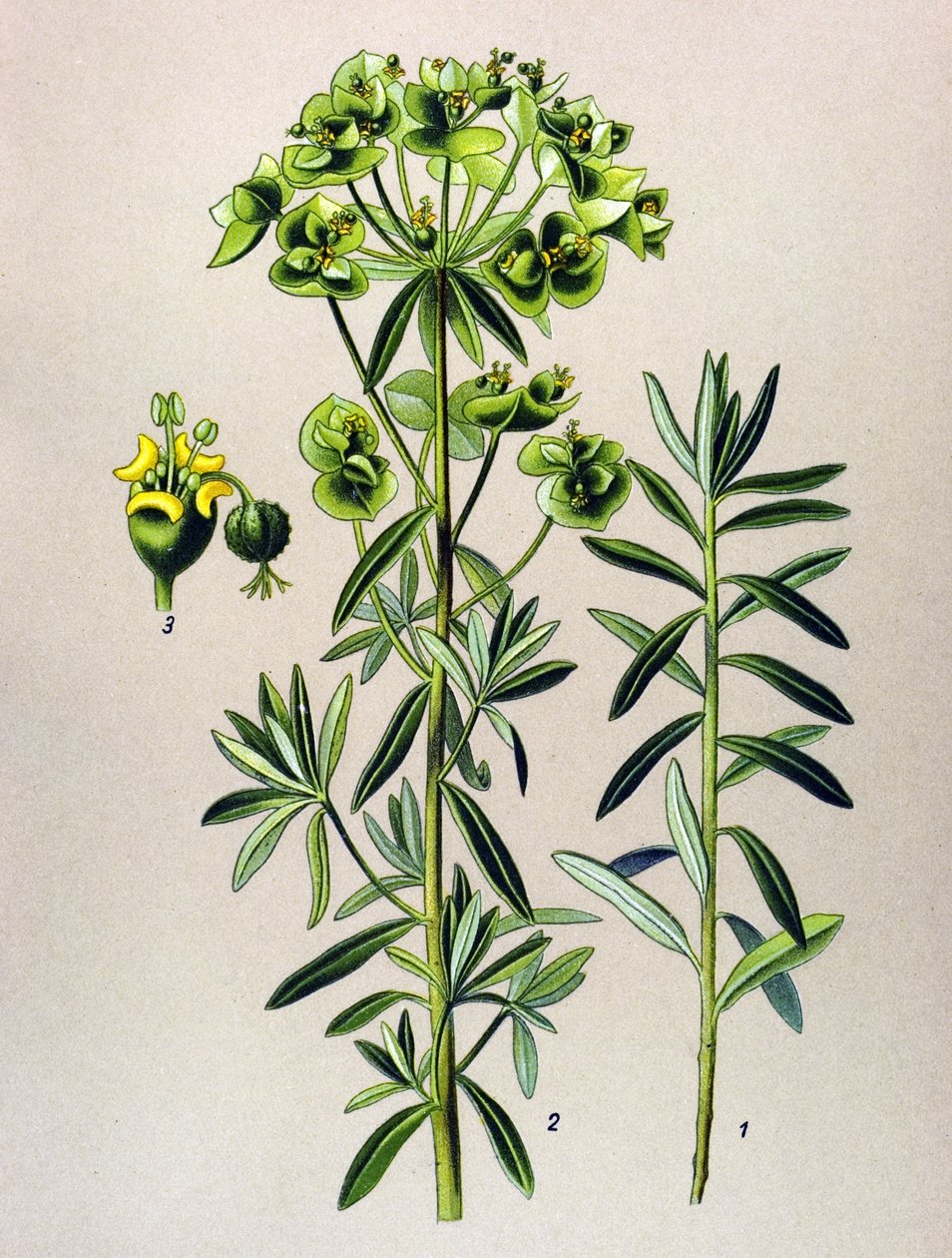 Tablica botaniczna, roślina żylna (toksyczna): Round Eule lub Euphorbia Peplus (Euphorbia Peplus) autorstwa Unbekannter Künstler