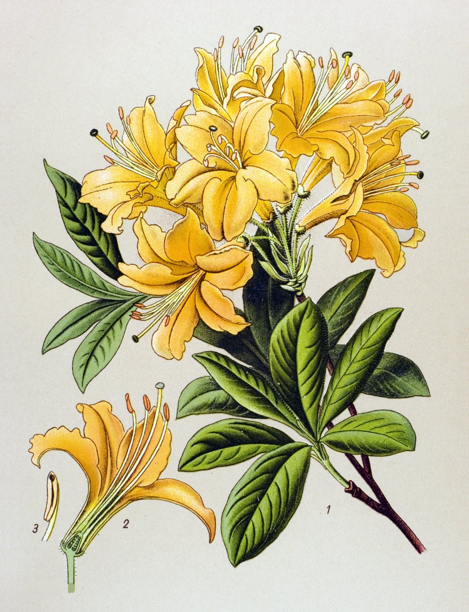 Tablica botaniczna, roślina żylna (toksyczna): Azalia żółta (Rhododendron luteum) autorstwa Unbekannter Künstler