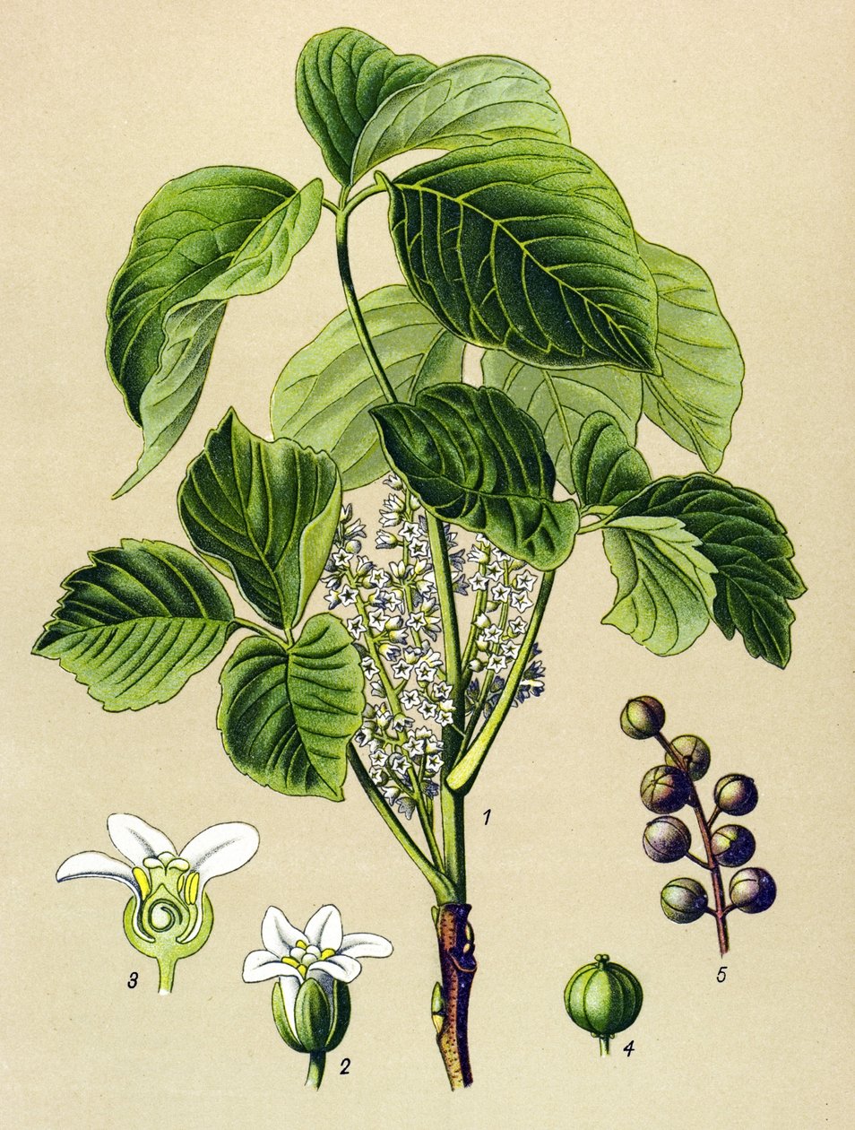 Tablica botaniczna, roślina żylna (toksyczna): sumak pnący (Rhus toxicodendron) autorstwa Unbekannter Künstler
