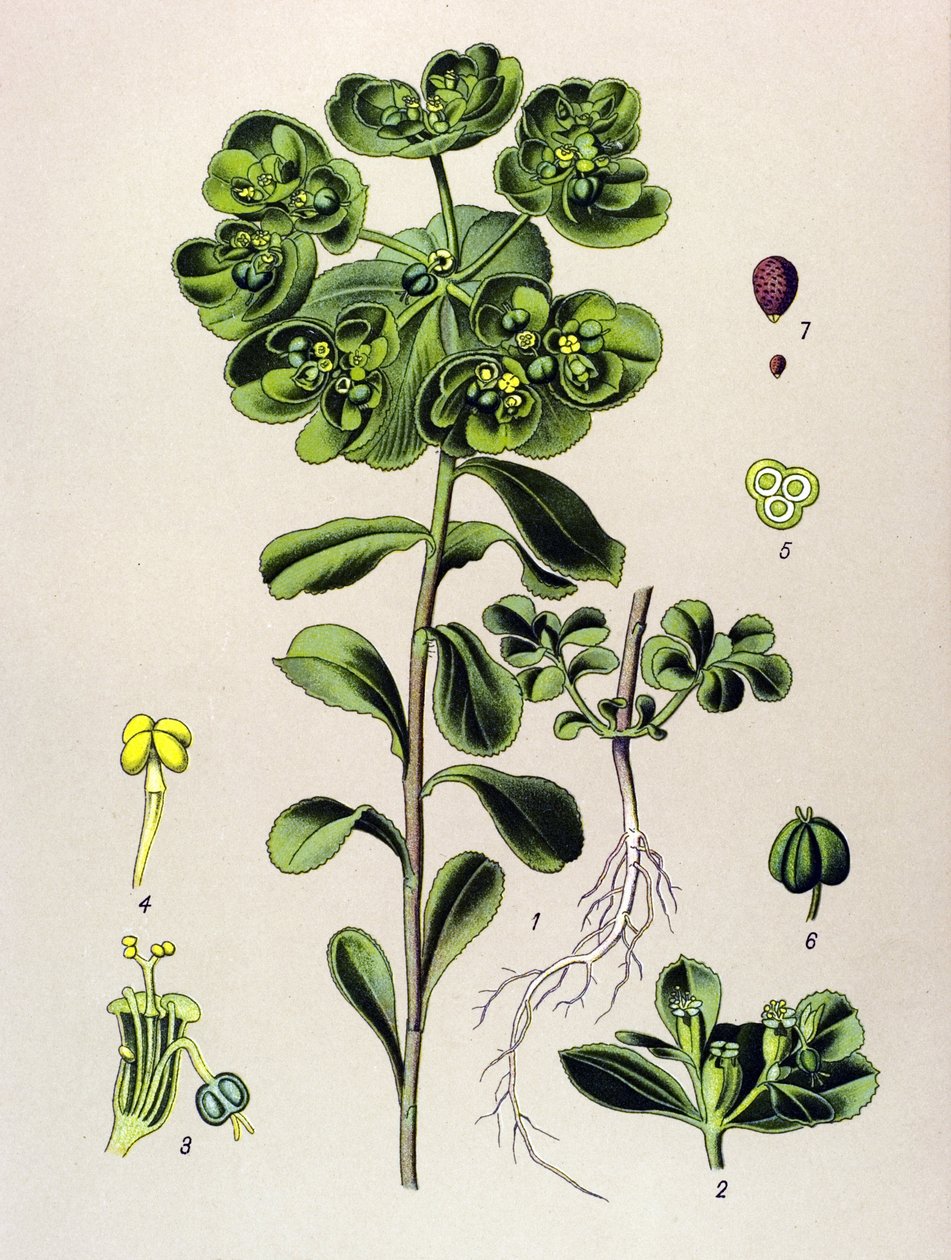 Tablica botaniczna, roślina żylna (toksyczna): wilczomlecz budzący rano lub małe światło (Euphorbia helioscopia) autorstwa Unbekannter Künstler