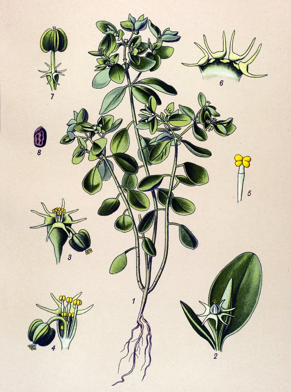 Tablica botaniczna, roślina żylna (toksyczna): euphorbia esule lub euphorbia acre autorstwa Unbekannter Künstler