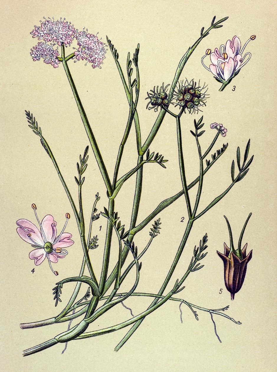 Tablica botaniczna, roślina żylna (toksyczna): przetoka (Oenanthe fistulosa) autorstwa Unbekannter Künstler