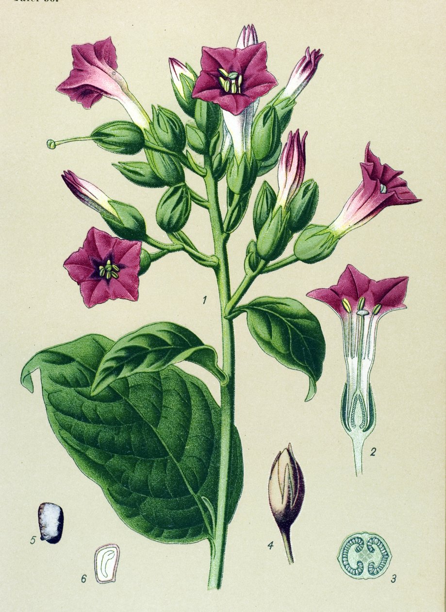Tablica botaniczna, roślina żylna (toksyczna): tytoń ozdobny (Nicotiana tabacum) autorstwa Unbekannter Künstler