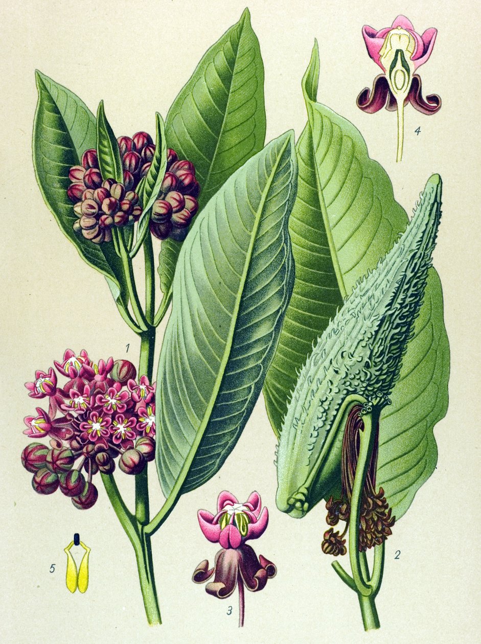 Tablica botaniczna, roślina żylna (toksyczna): papuga długoogonowa (Asclepias Cornuti) autorstwa Unbekannter Künstler